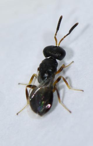 Conomorium sp.